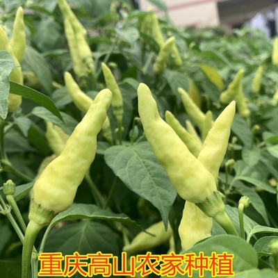 25年重庆野山椒新鲜白米椒特辣小米椒剁椒白皮泡椒现摘3斤包邮