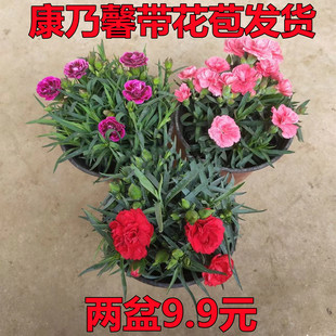 康乃馨盆栽带花苞石竹花苗室内阳台冬季好养四季花卉植物花期带花