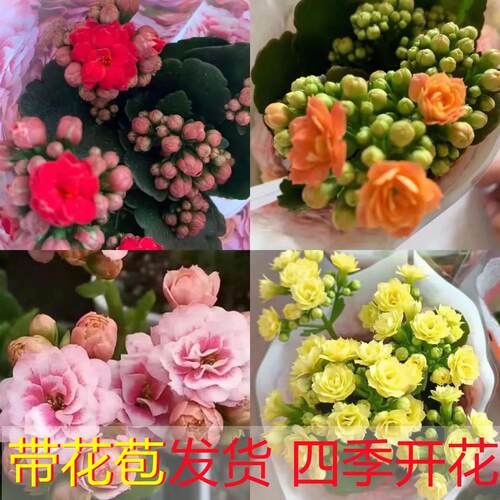 长寿花四季开花简单好养