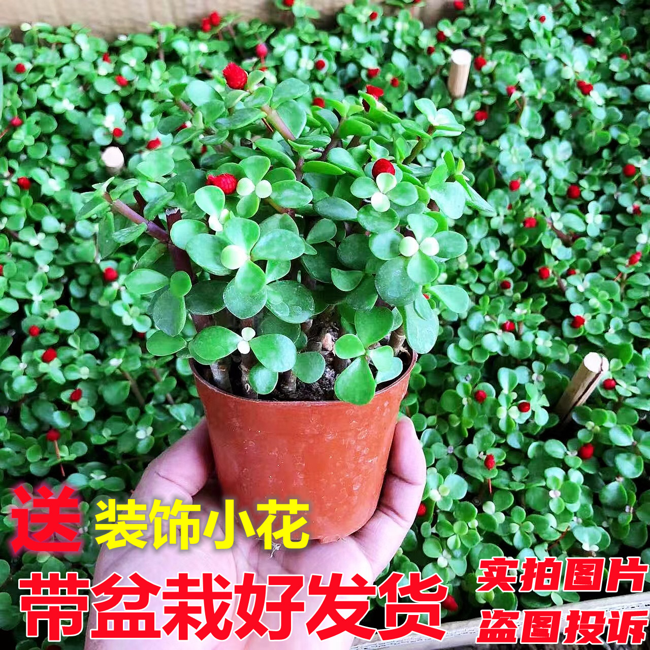 金枝玉叶阳台桌面防辐射图片