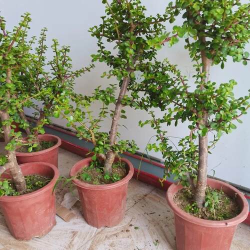 玉树简单好养客厅庭院