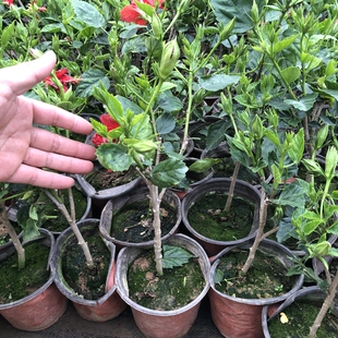 【开花会带花苞】扶桑盆栽大红花四季苗桑叶花卉木槿阳台朱槿植物