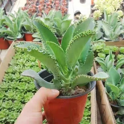 小花农阳台窗台非常容易