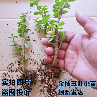 多年生玉树老桩多肉金枝玉叶绿植老桩雅乐之舞盆景盆栽玉树植物