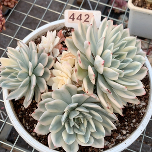 月亮仙子大群442号