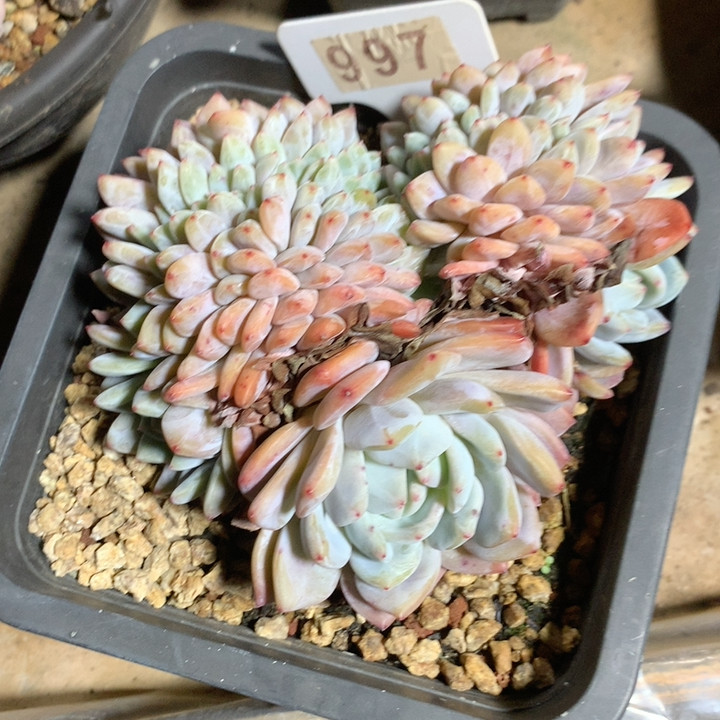 橙梦露缀化997,鲜花速递/花卉仿真/绿植园艺,多肉植物,淘宝优惠券,粉丝福利购,淘宝优惠卷