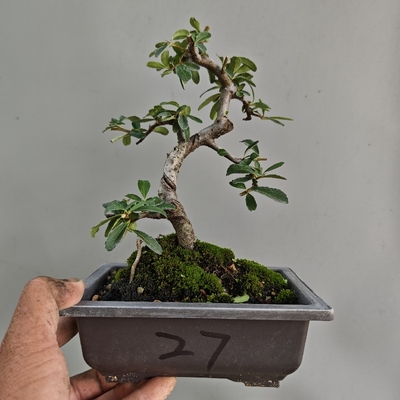 火棘盆景新款老桩常青