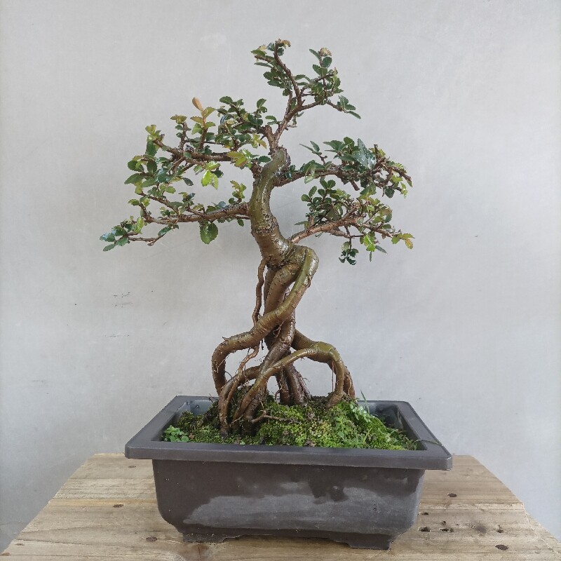 榆树老桩微型盆景岭南树桩迷你四季常青阳台趣味清新盆栽精品优质