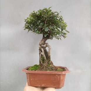 办公桌绿植盆栽摆件桌面树桩室内好养净化空气小叶榆树盆景美观