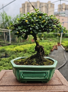 掌上绿植盆栽桌面老树桩阳台观叶开花挂果提根净化空气福建茶盆景