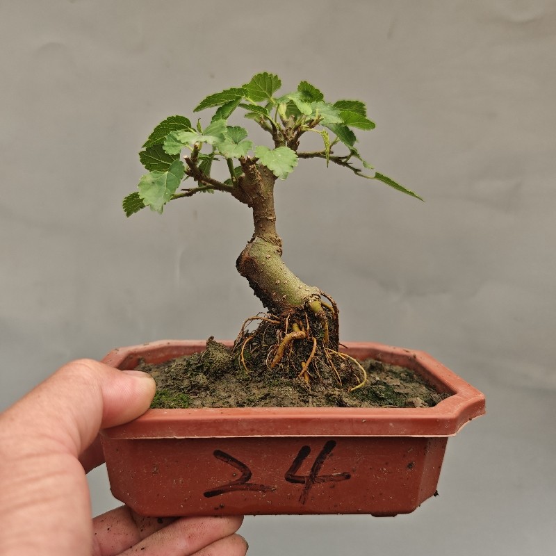桑树盆景老桩微型室内阳台绿植花卉植物四季常青开花结果好养活