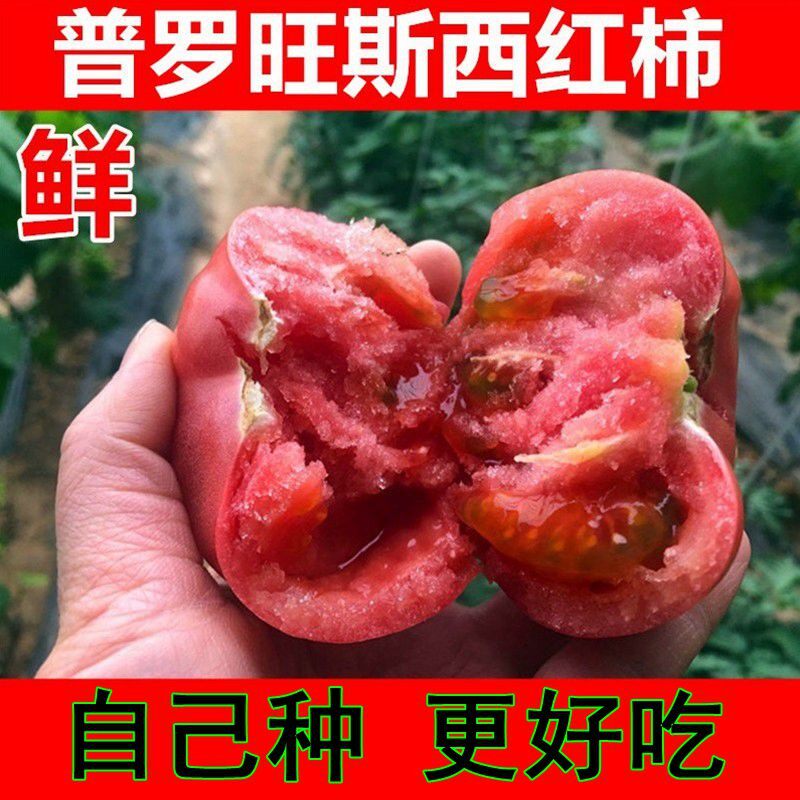 普罗旺斯番茄秧苗老品种西红柿种苗蔬菜种孑小樱桃番茄黑珍珠种籽
