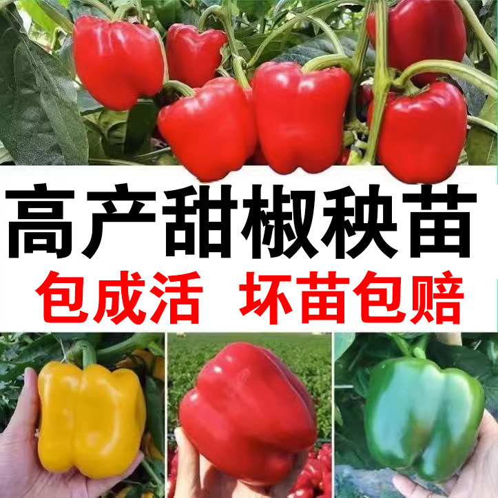高产圆椒菜椒苗辣椒苗秧苗青椒太空椒方椒种籽灯笼椒秧子阳台菜苗