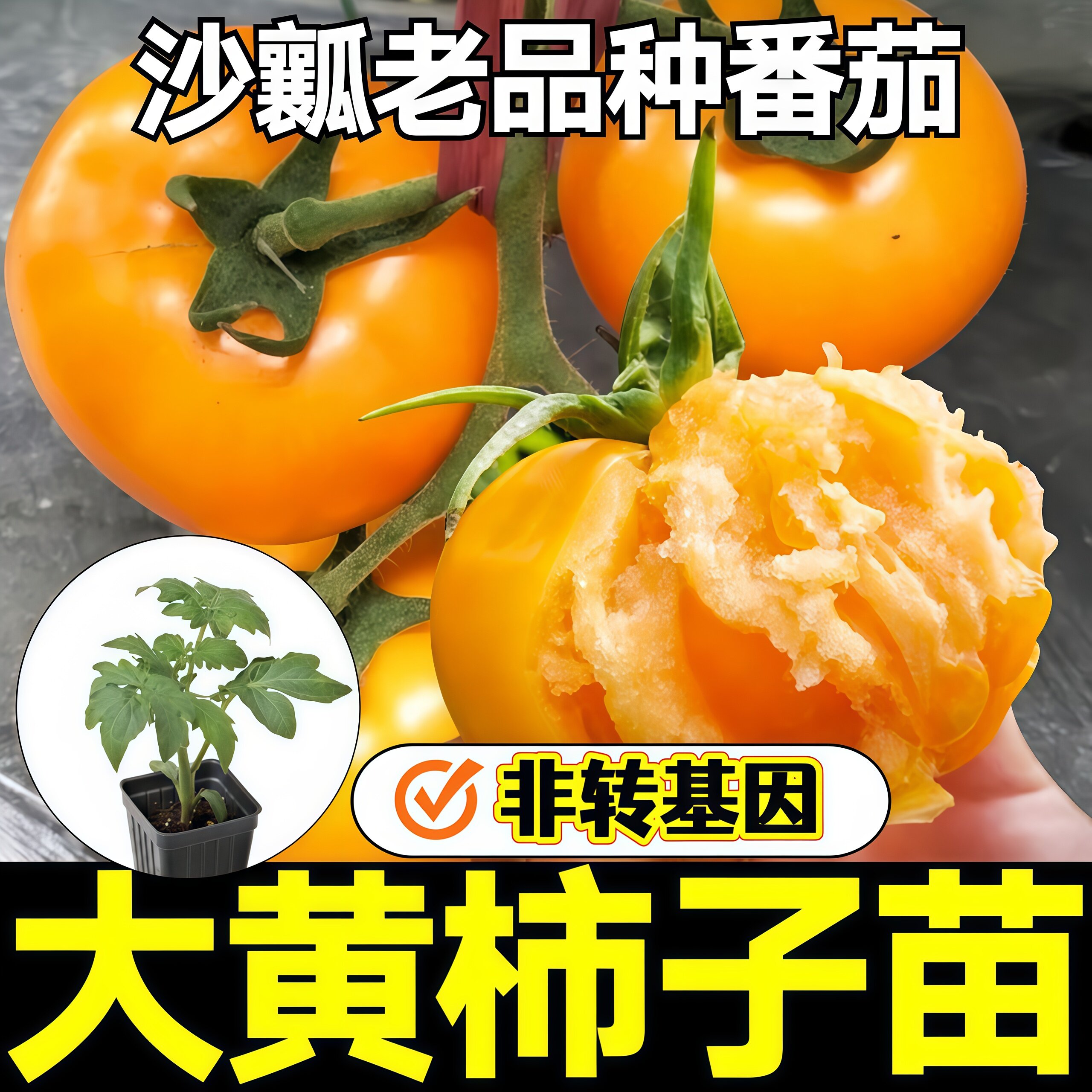 沙瓤老品种大黄柿子番茄秧苗带土球大粉大红西红柿种子四季盆栽苗