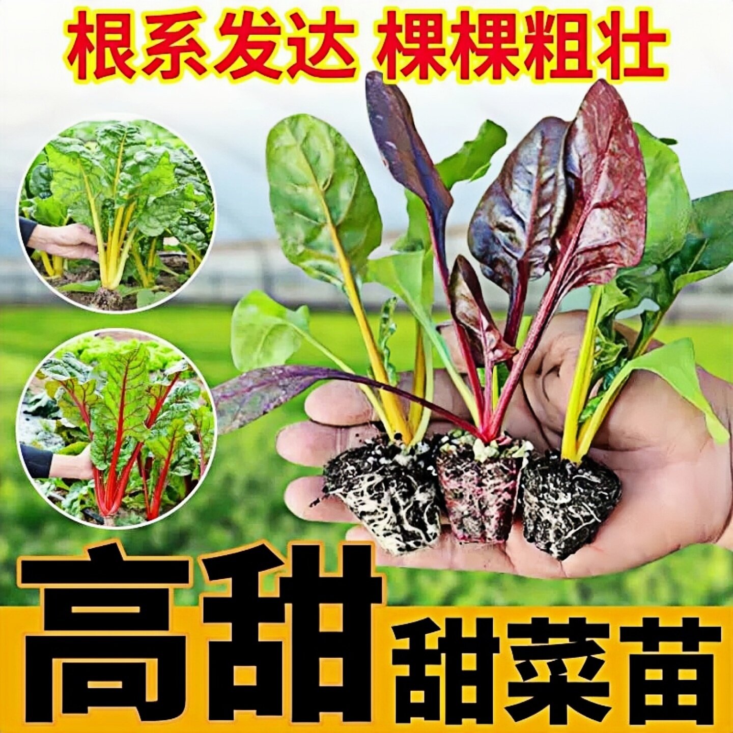 红梗甜菜种苗黄梗叶甜菜叶用黄红甜菜红梗菜种籽红叶甜菜苗子菜苗