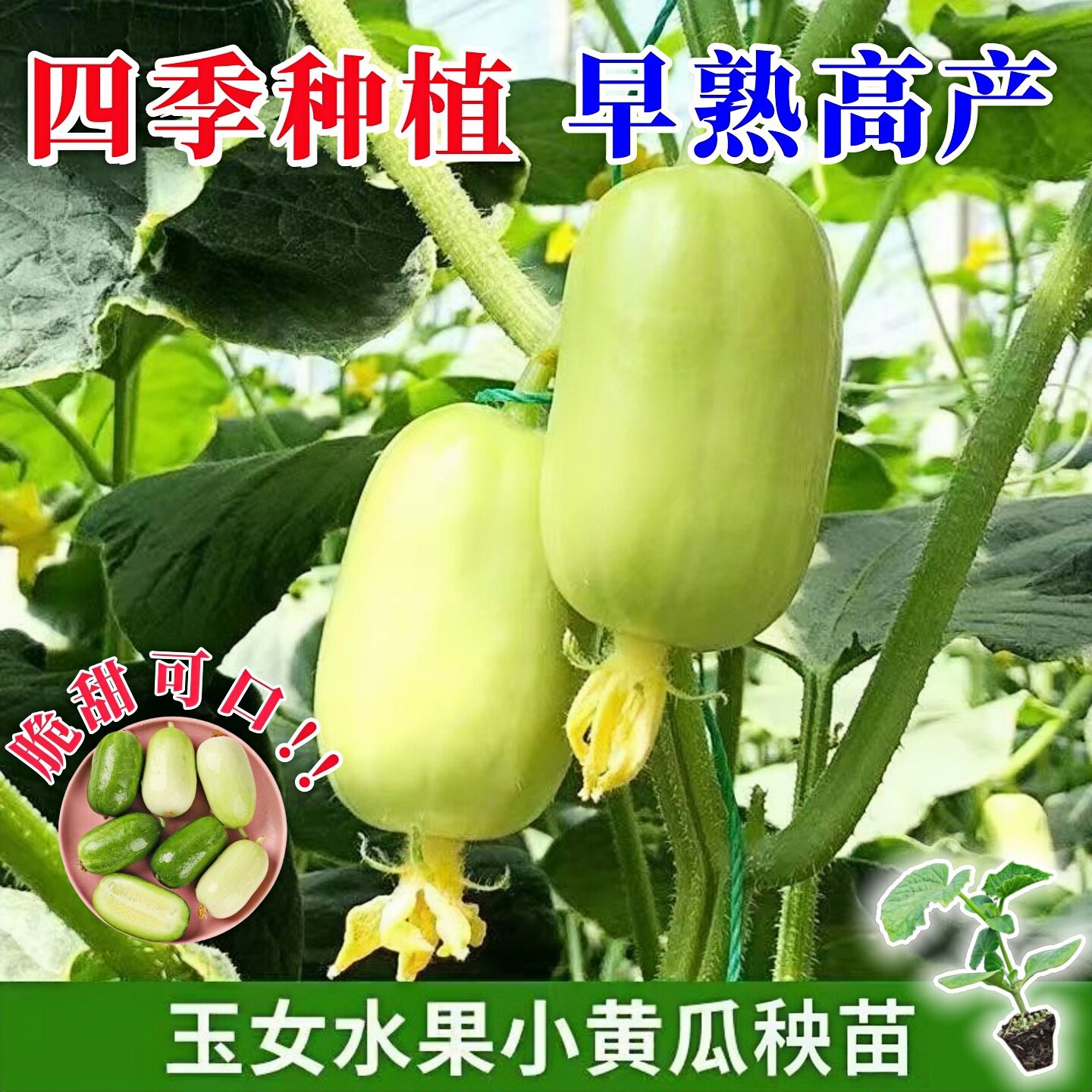 金童玉女大小水果旱黄瓜秧苗阳台栽培蔬菜种子脆甜高产四季拇指盆