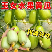 金童玉女水果黄瓜秧苗种子迷你拇指苗秧孑四季 阳台盆栽蔬菜种籽
