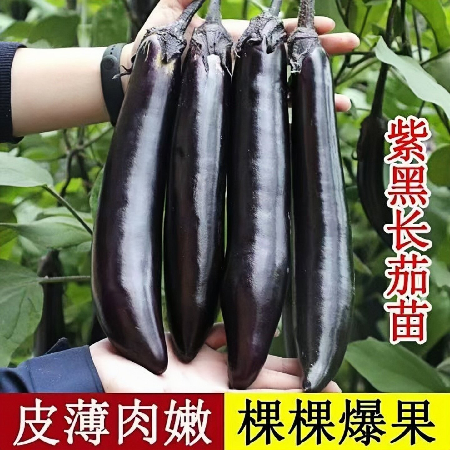 黑长茄苗紫黑色茄子苗壮苗四季秧苗大龙黑长茄苗地栽盆栽带土易活