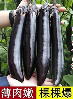 黑长茄苗紫黑色茄子苗壮苗四季秧苗大龙黑长茄苗地栽盆栽带土易活