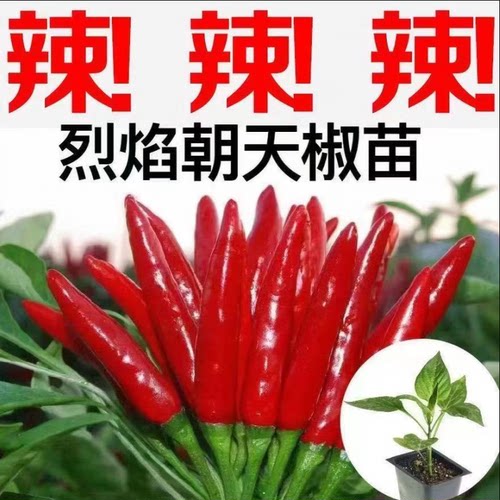 朝天椒苗新鲜辣椒苗盆栽四川小米本地朝天椒苗阳台四季盆栽蔬菜苗