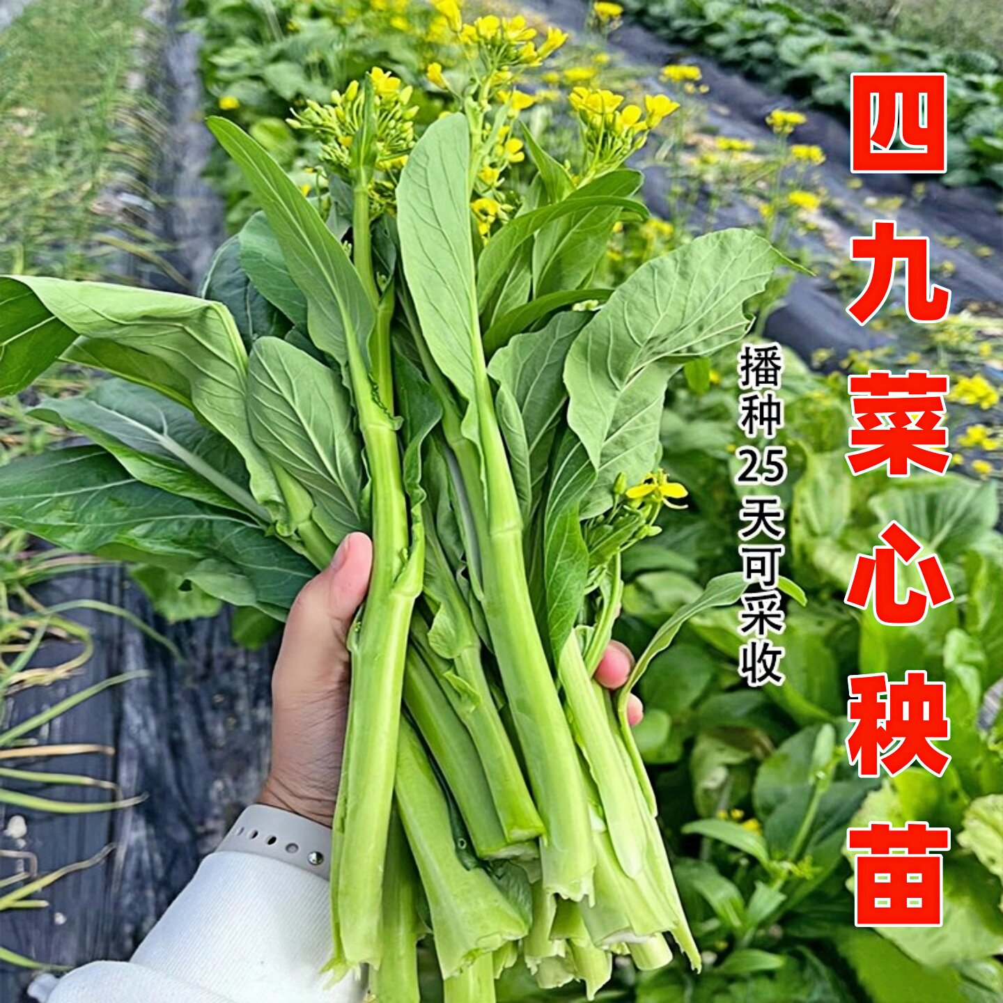 四九菜心秧苗盆栽春季四季