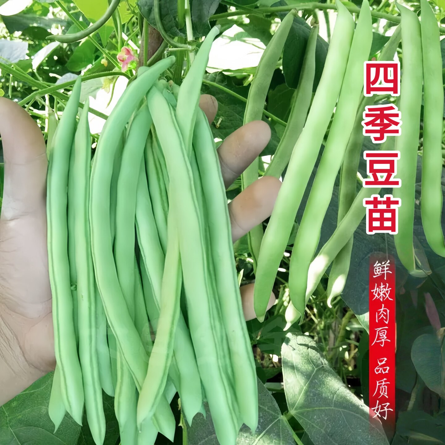 高产四季豆苗无架豆豇豆苗种子籽搭架阳台盆栽豆角蔬菜苗种秧苗孑