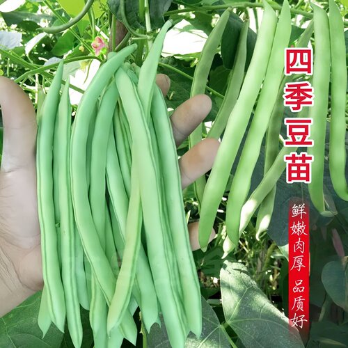 高产四季豆种子无架搭架阳台盆栽