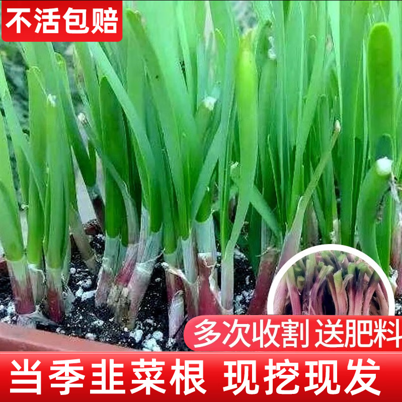 韭菜根苗紫根红根带土蔬菜宽叶大叶独根红韭菜根种籽子种子盆栽苗