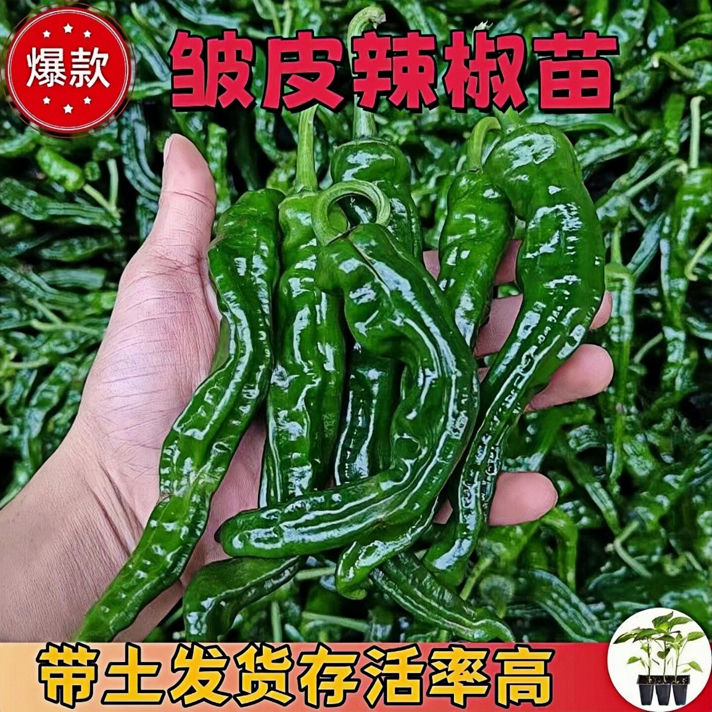 香辣小皱皮辣椒苗子辣椒种苗香辣早熟辣椒苗子四季盆栽地载易成活