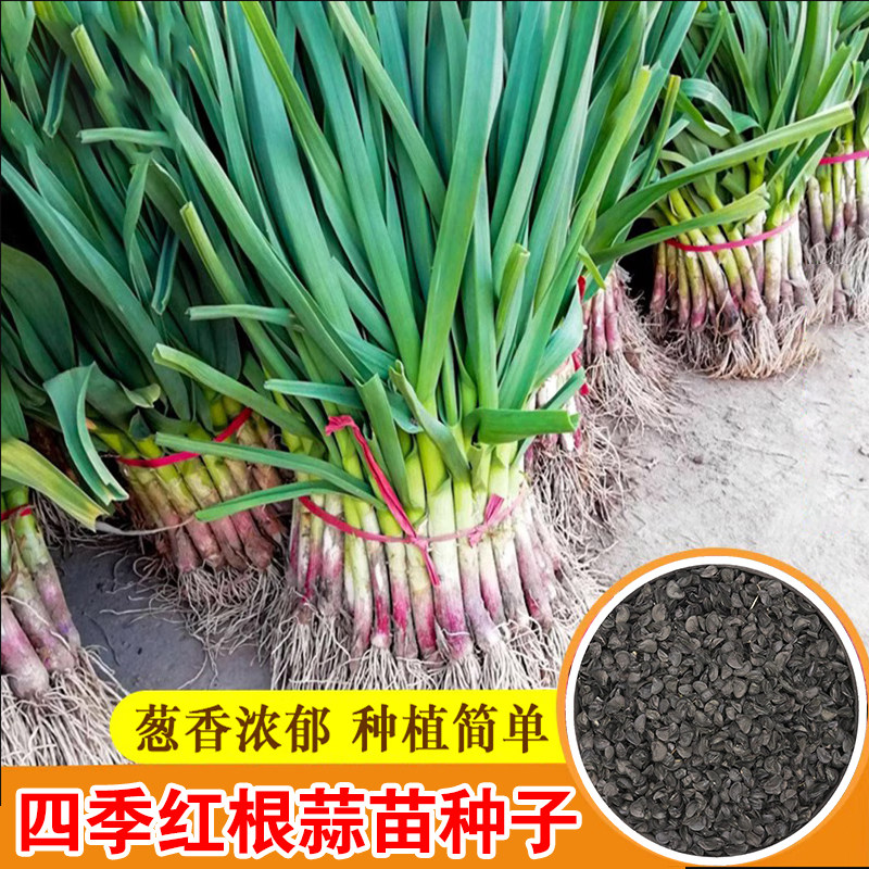 红头香蒜苗种子籽四季宽叶大红根蒜苗蒜种三茬蒜苔特大红皮独头蒜