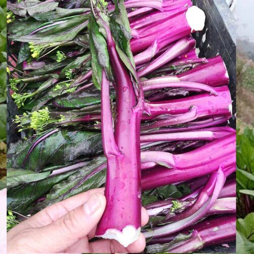 红菜苔苗红菜苔苗小丽的铺子四季