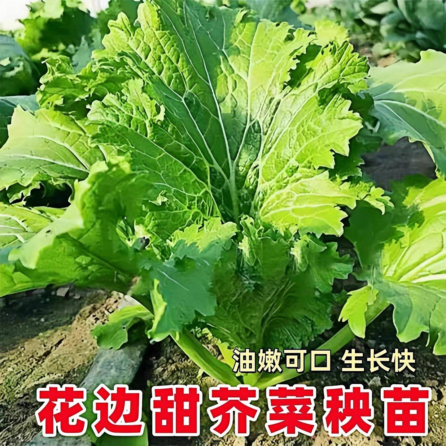 老品种花边芥菜秧苗带土本地疙瘩包心芥菜苗子宽帮青菜种大肉泡菜