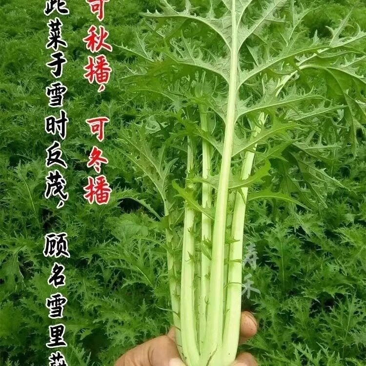 蔬菜排菜细叶春不老雪里红种子