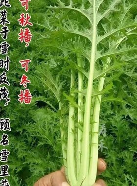 蔬菜排菜细叶春不老雪里红种子