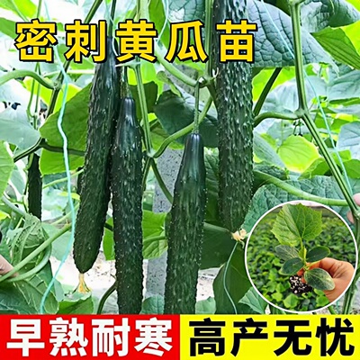 高产密刺大黄瓜苗抗病早熟