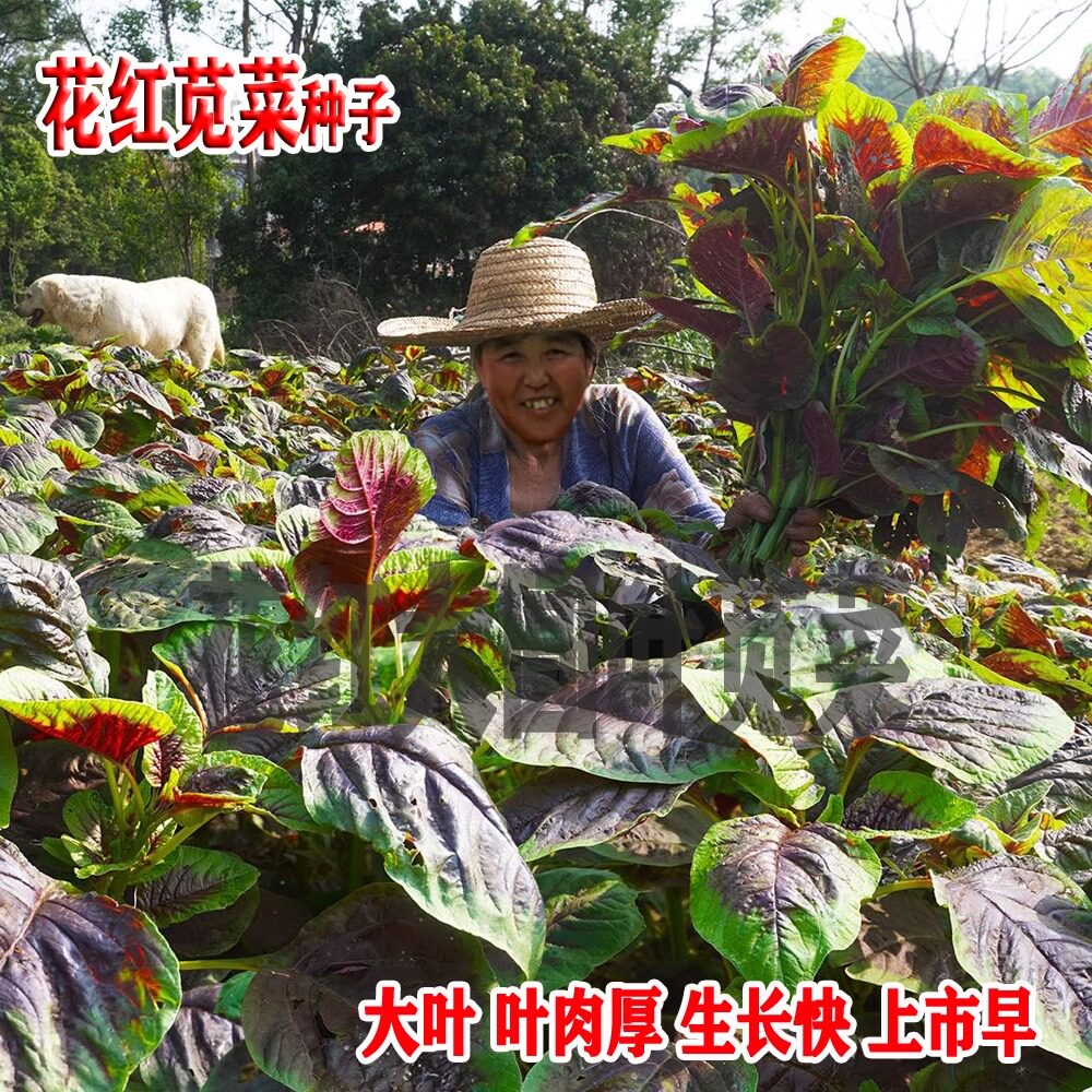 大圆叶红苋菜种子改良港种种籽大田种植蔬菜四季播盆栽老品种孑