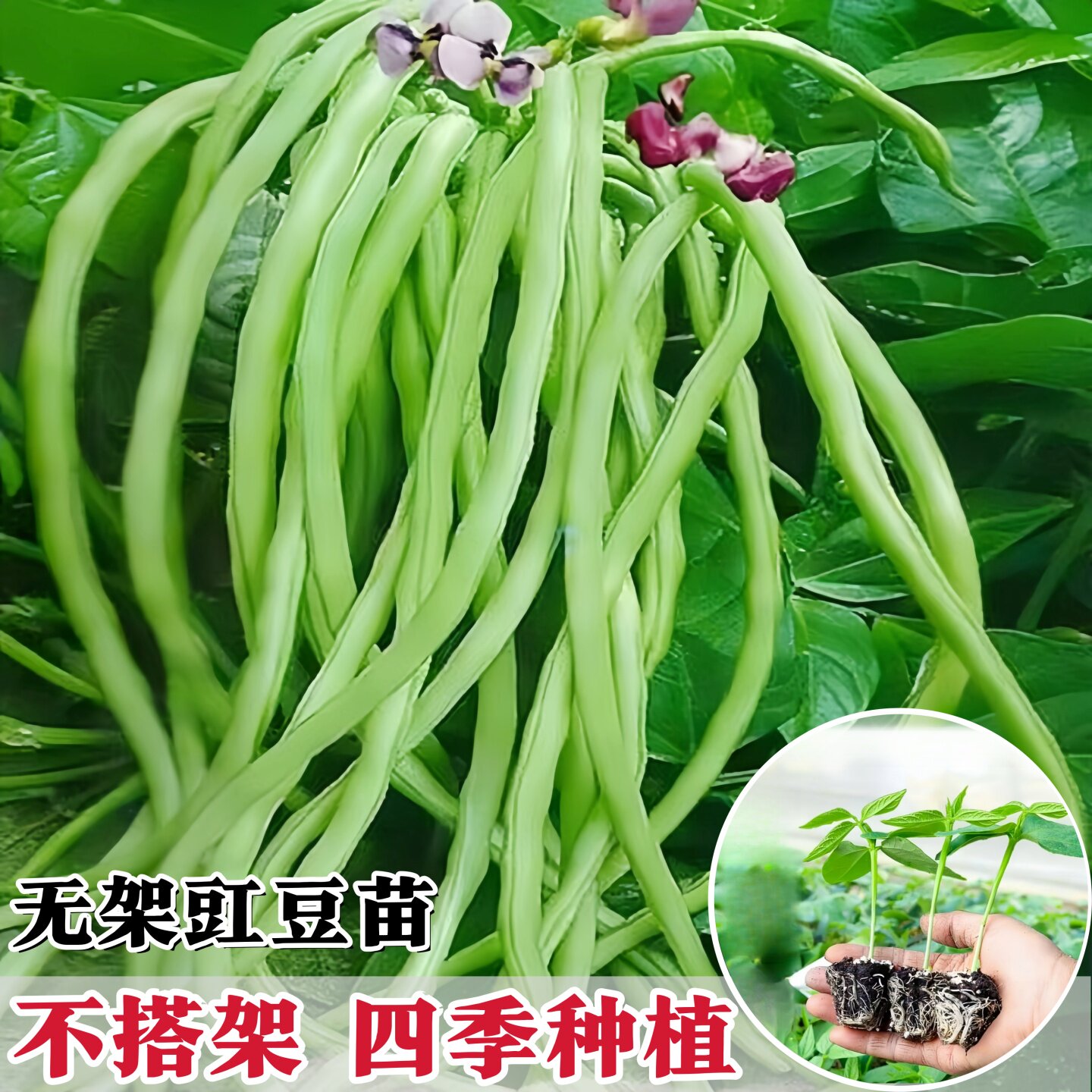 春秋高产无架豆角秧苗免搭架红绿豇豆种子四季豆蔬菜庭院春夏高温