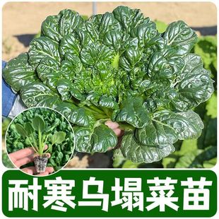 乌塌菜苗黄心乌塌菜苗乌塔菜种籽耐寒四季播庭院阳台盆栽蔬菜秧苗