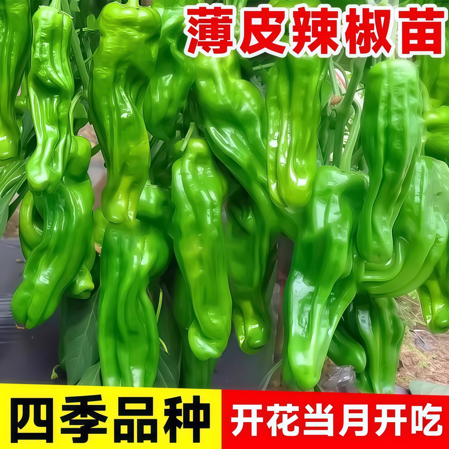 薄皮辣椒苗秧苗线椒种籽螺丝杭椒种子南方种植春季蔬菜苗种孑大全