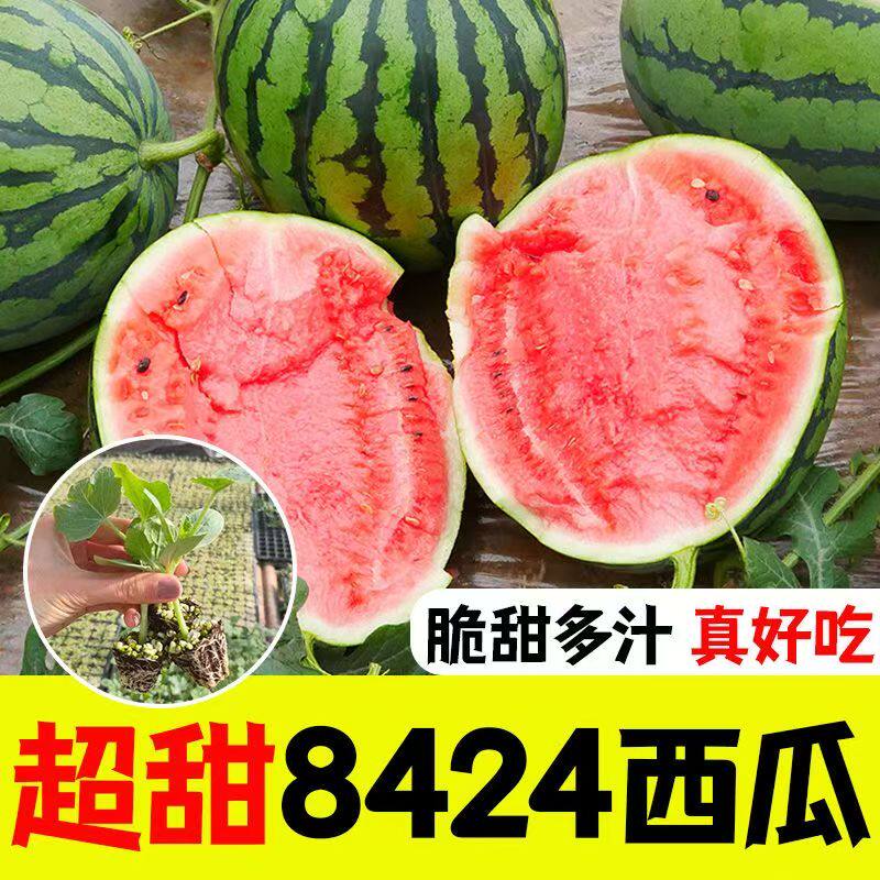 西瓜苗早佳8424特甜麒麟超甜2K吊瓜冰糖黑美人黄壤盆栽西瓜蔬菜苗