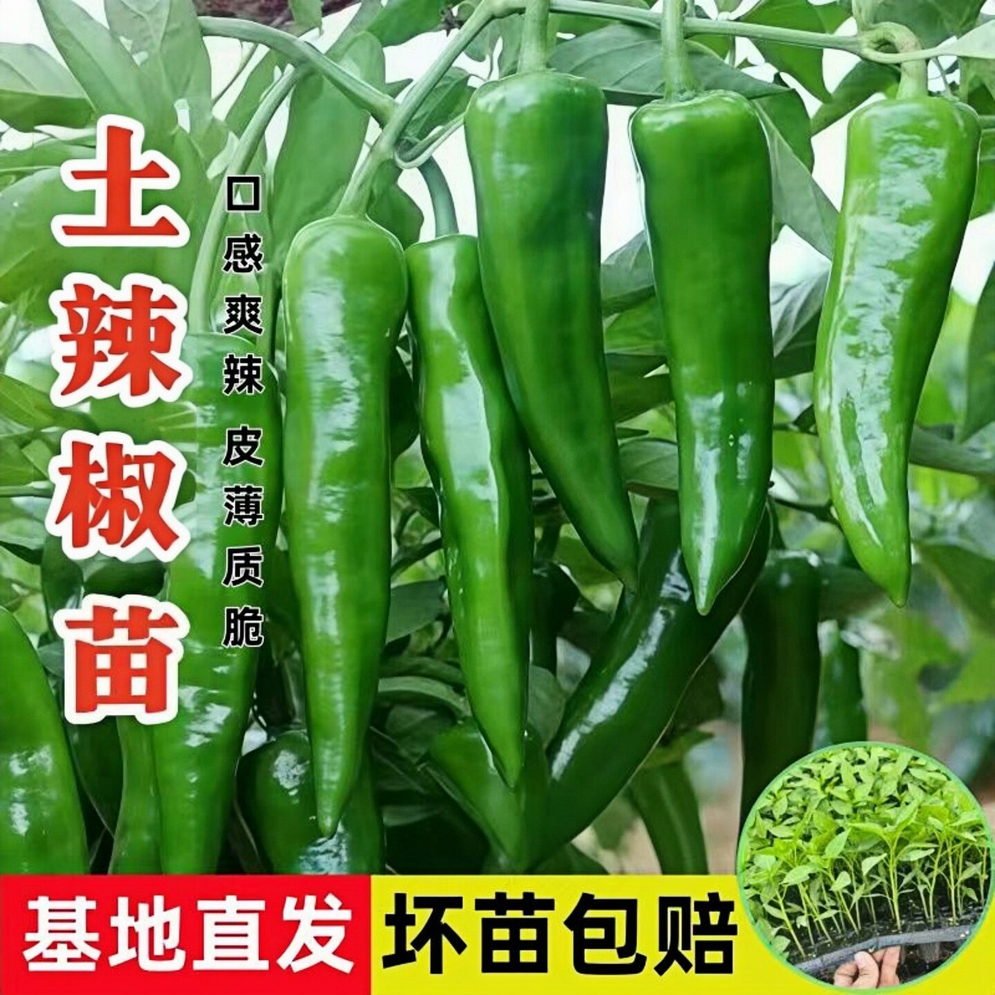 高产薄皮辣椒苗土辣椒辣椒特辣种苗青红两用阳台盆栽庭院四季种植