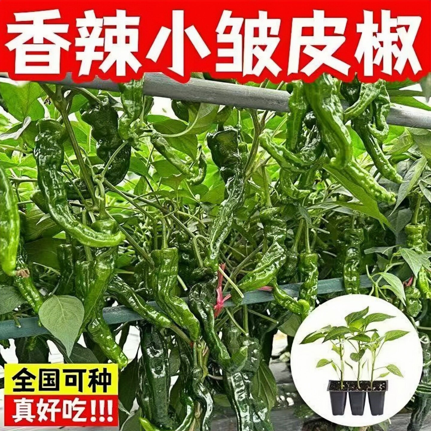 正宗特辣小皱皮辣椒苗带土辣椒秧苗薄皮辣椒新鲜种青辣椒特辣超辣