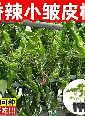 益丰苗场特辣薄皮辣椒苗带土