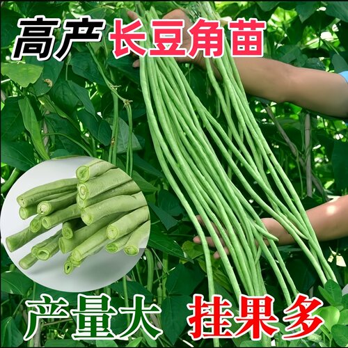 益丰苗场摘不败四季豆苗带土球