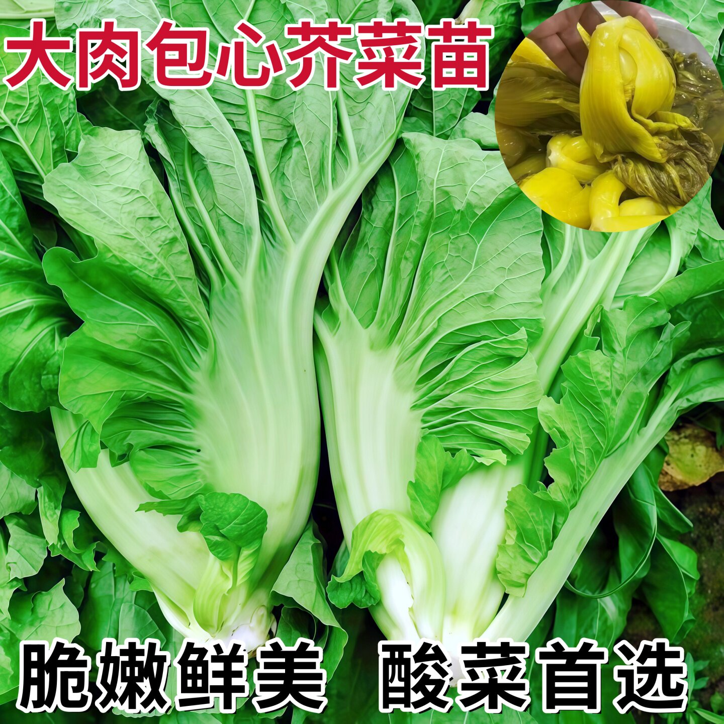 广州四季客家甜芥菜秧苗大田菜园青菜苗宽叶青菜苗耐寒耐热大青菜