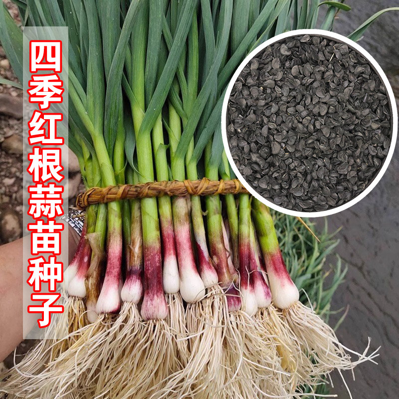 红头香蒜苗种子籽四季宽叶大红根蒜苗蒜种三茬蒜苔特大红皮独头蒜