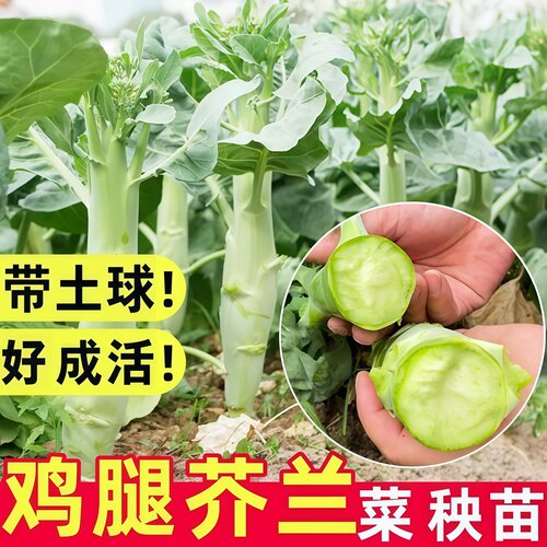 鸡腿芥兰菜种耐热秧苗蔬菜种籽四季苗高产菜苗大全耐高温菜种孑
