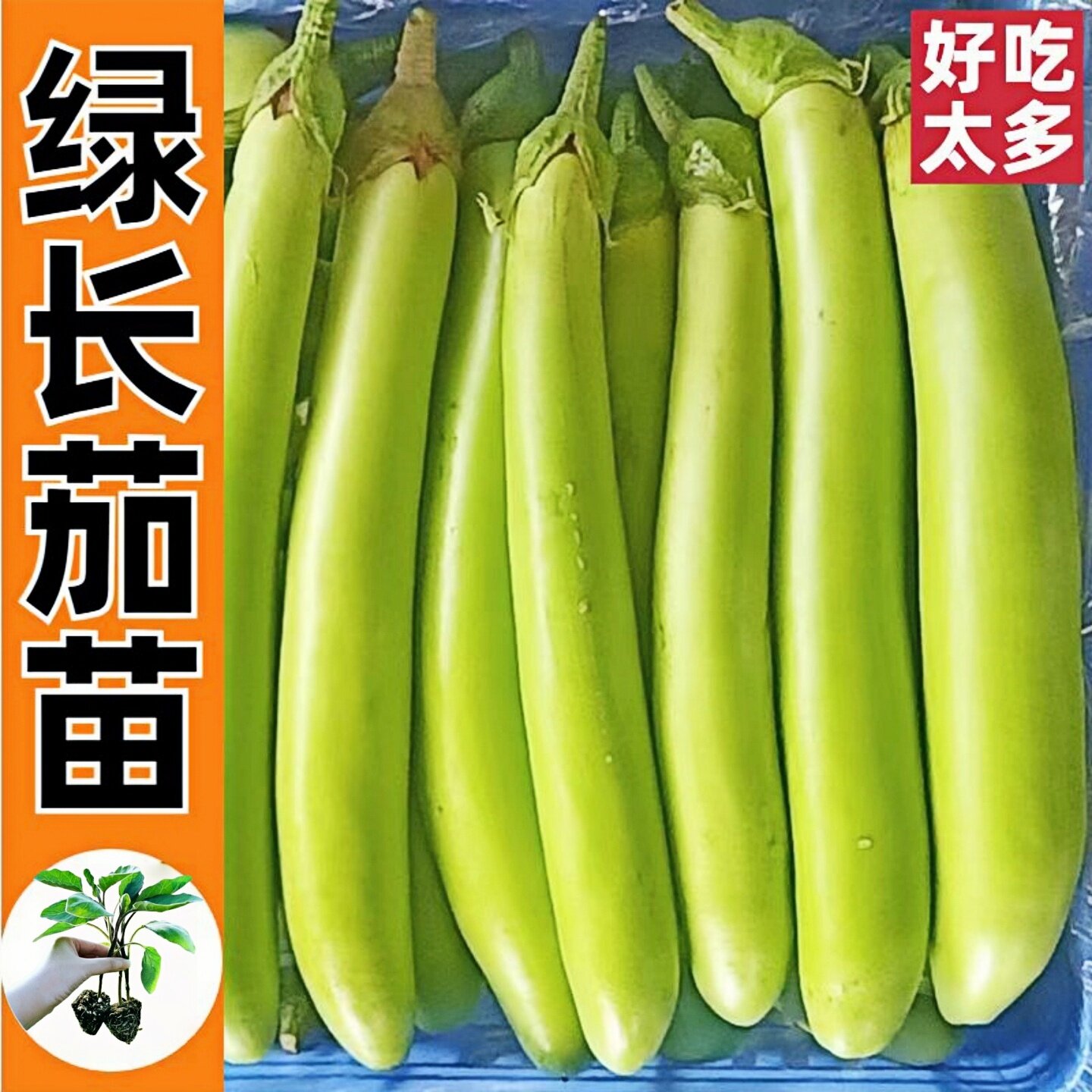 绿长茄苗秧高产青茄苗早熟青皮茄子苗秧超长耐热抗病四季蔬菜种子