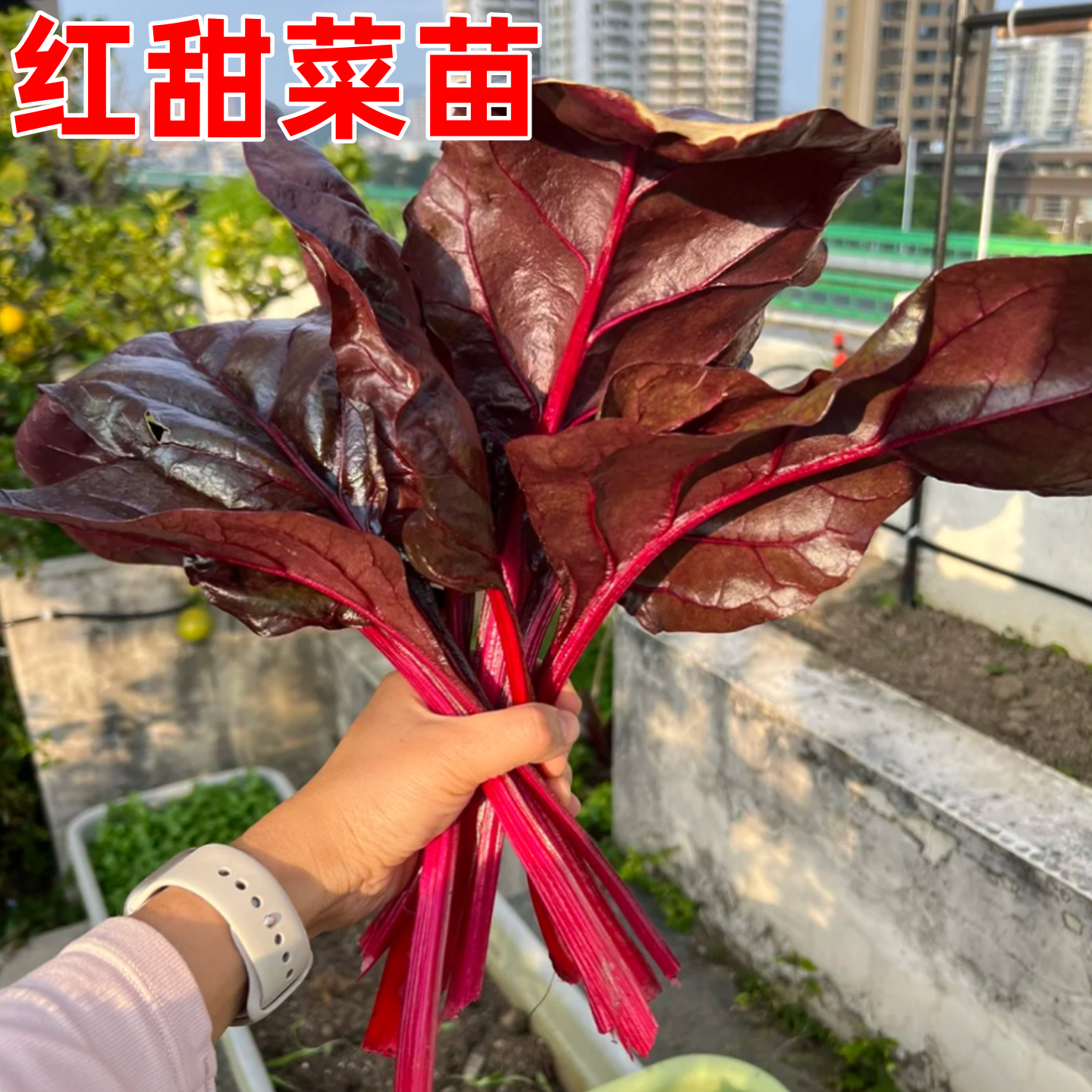 红甜菜紫菜头苗种子四季阳台盆栽