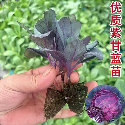 紫甘蓝种子种籽孑子苗秧包莱菜苗包菜蔬菜秧苗大头菜包心菜圆白菜